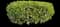 Pittosporum Mojo® — design image 11