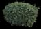 Thorny Olive — design image 1