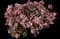 La Vida Grande Indian Hawthorn — design image 2