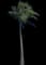 Coconut Palm — design image 17