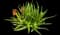 Soap Aloe — design image 14