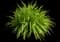 Daylilly — design image 15