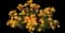Lucky Gold Lantana — design image 1