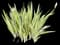 Gold Variegated Sweet Iris — design image 8