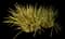 Lily Turf Grass — design image 5