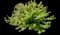 Dwarf Myrtle — design image 6