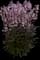 Midnight Masquerade Beardtongue (Penstemon) — design image 3