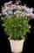 'Opening Act Pink-a-Dot' Hybrid Phlox — design image 3