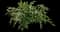 Dwarf Holly Fern — design image 1