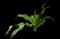Asiatic poison lily — design image 7