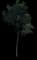 Carrotwood Tree — design image 4