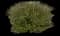 Boxwood Shrub — design image 21