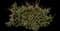 Birds Nest Spruce Tree — design image 1