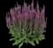 Apex™ Pink Salvia nemorosa — design image 1