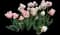 Tulip 'Finola Double Late' — design image 1