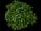 Roughleaf dogwood — design image 3