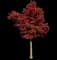 Sourwood — design image 1