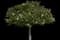 Saucer Magnolia Tree — design image 2