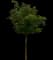 Indian Almond — design image 4