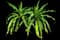 Asiatic poison lily — design image 4
