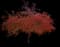 Indian Magic Crabapple Tree — design image 1