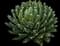 Queen Victoria Agave — design image 1