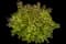 Japanese Spiraea — design image 10
