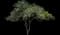 Howardi Ligustrum Shrub — design image 1