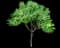 Leafy spurge — design image 4