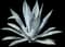 Blue American Agave Plant — design image 17