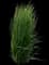 Feather Reed Grass — design image 20