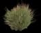 Lemon Grass Plant (Cymbopogon citratus) — design image 1