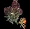 Paddle Plant — design image 3