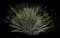 Desert Spoon — design image 20