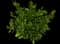 Autograph tree — design image 13