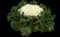 Bright and Early White Brassica — design image 1