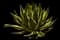 Shaw's Agave — design image 6