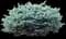 Dwarf Globe Blue Spruce — design image 1