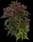 Celosia Plant — design image 1