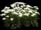 Firefly Diamond Yarrow — design image 1