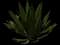 Splendid Agave — design image 1
