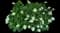 Oakleaf Hydrangea Shrub — design image 1
