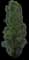 Lombardy Poplar Tree — design image 5