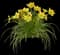 Daylilly — design image 5