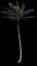 Coconut Palm — design image 26