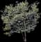 Magnolia Butterflies Tree — design image 1