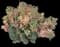 Mediterranean spurge — design image 2
