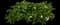 Strawberry Plant — design image 1