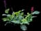 Panicle Canna — design image 2