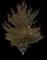 European Beech — design image 5